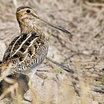 Wilson's Snipe